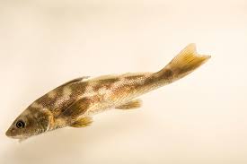 Image result for Menticirrhus americanus