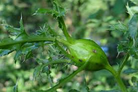 Attēlu rezultāti vaicājumam “Urophora cardui”