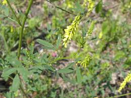 Attēlu rezultāti vaicājumam “Melilotus wolgicus”