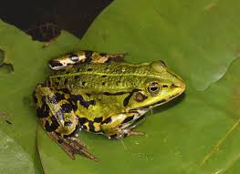 Attēlu rezultāti vaicājumam “Pelophylax adult”