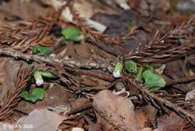Attēlu rezultāti vaicājumam “Viola collina leaf”