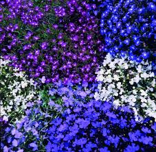 Image result for Lobelia erinus