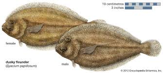 Image result for Pseudopleuronectes americanus