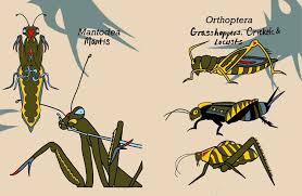 Attēlu rezultāti vaicājumam “Insecta”