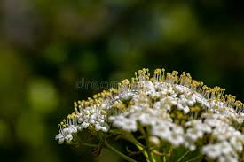 Attēlu rezultāti vaicājumam “Viburnum lantana  flower”