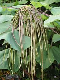 Attēlu rezultāti vaicājumam “Catalpa ovata fruit”