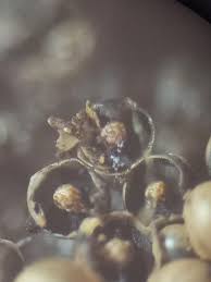 Attēlu rezultāti vaicājumam “Diderma floriforme spores”