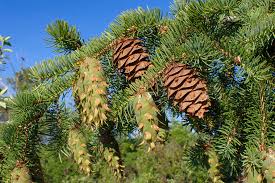 Attēlu rezultāti vaicājumam “Pseudotsuga menziesii fruit”