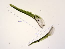 Attēlu rezultāti vaicājumam “Didymodon fallax var. brevifolius”