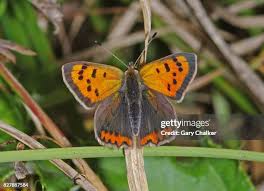 Attēlu rezultāti vaicājumam “Lycaena phlaeas”