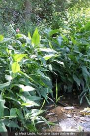 Attēlu rezultāti vaicājumam “Polygonum amphibium”