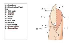 Image result for lunula nail