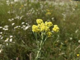 Attēlu rezultāti vaicājumam “Helichrysum arenarium leaf”