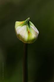 Attēlu rezultāti vaicājumam “Allium cepa bud”