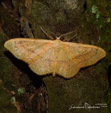 Attēlu rezultāti vaicājumam “Idaea aversata”