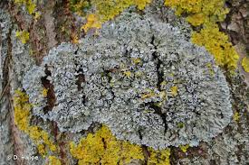 Attēlu rezultāti vaicājumam “Physconia distorta”