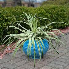 Attēlu rezultāti vaicājumam “Mamestra brassicae exuvia”