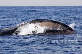 Image result for Balaenoptera physalus