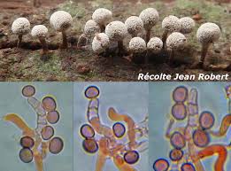 Attēlu rezultāti vaicājumam “Phleogena faginea sessile”