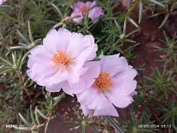 Attēlu rezultāti vaicājumam “Portulaca oleracea flower”