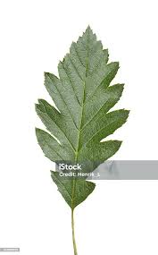 Attēlu rezultāti vaicājumam “Sorbus intermedia leaf”