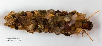 Attēlu rezultāti vaicājumam “Leiodidae larva”