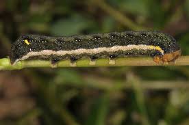 Attēlu rezultāti vaicājumam “Trachea atriplicis”