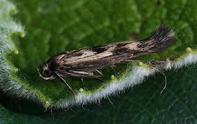 Attēlu rezultāti vaicājumam “Scythris limbella”