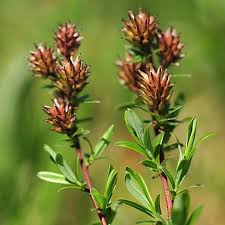 Attēlu rezultāti vaicājumam “Salix rosmarinifolia”