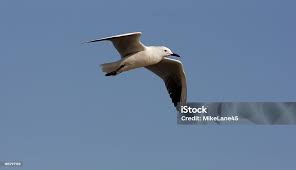 Image result for Larus audouinii