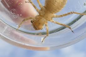 Attēlu rezultāti vaicājumam “Libellula quadrimaculata larva”