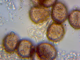 Attēlu rezultāti vaicājumam “Badhamia melanospora macro”