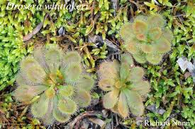 Attēlu rezultāti vaicājumam “Droseraceae”