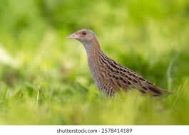 Attēlu rezultāti vaicājumam “Crex crex adult”