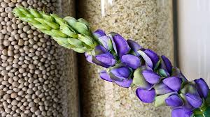 Image result for Lupinen