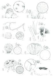 Attēlu rezultāti vaicājumam “Lycogala convexum sessile”