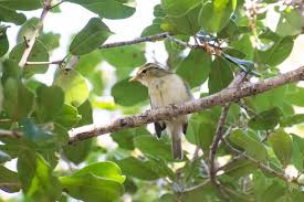 Attēlu rezultāti vaicājumam “Phylloscopus trochiloides adult”