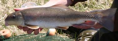 Image result for Catostomus commersonii