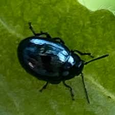 Attēlu rezultāti vaicājumam “Phaedon cochleariae”