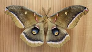 Attēlu rezultāti vaicājumam “Saturniidae”