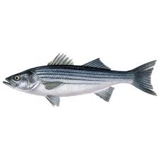 Image result for Morone saxatilis