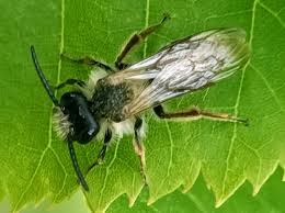 Attēlu rezultāti vaicājumam “Andrena vaga”