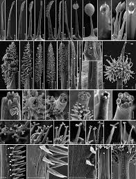 Attēlu rezultāti vaicājumam “Trichia longipalpis macro”