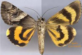 Attēlu rezultāti vaicājumam “Catocala fulminea”