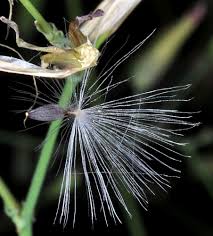 Attēlu rezultāti vaicājumam “Mycelis muralis”