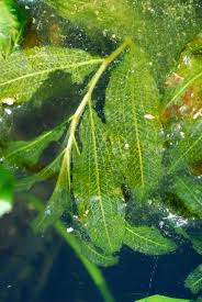 Attēlu rezultāti vaicājumam “Potamogeton lucens leaf”