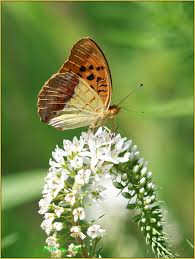 Attēlu rezultāti vaicājumam “Argynnis laodice female”