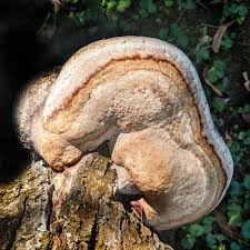 Attēlu rezultāti vaicājumam “Inonotus radiatus”