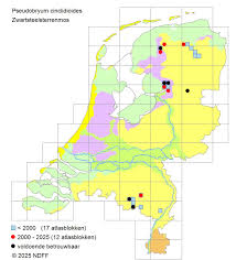 Attēlu rezultāti vaicājumam “Pseudobryum cinclidioides cells”