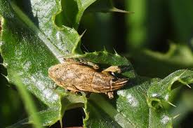 Attēlu rezultāti vaicājumam “Cleonis pigra”